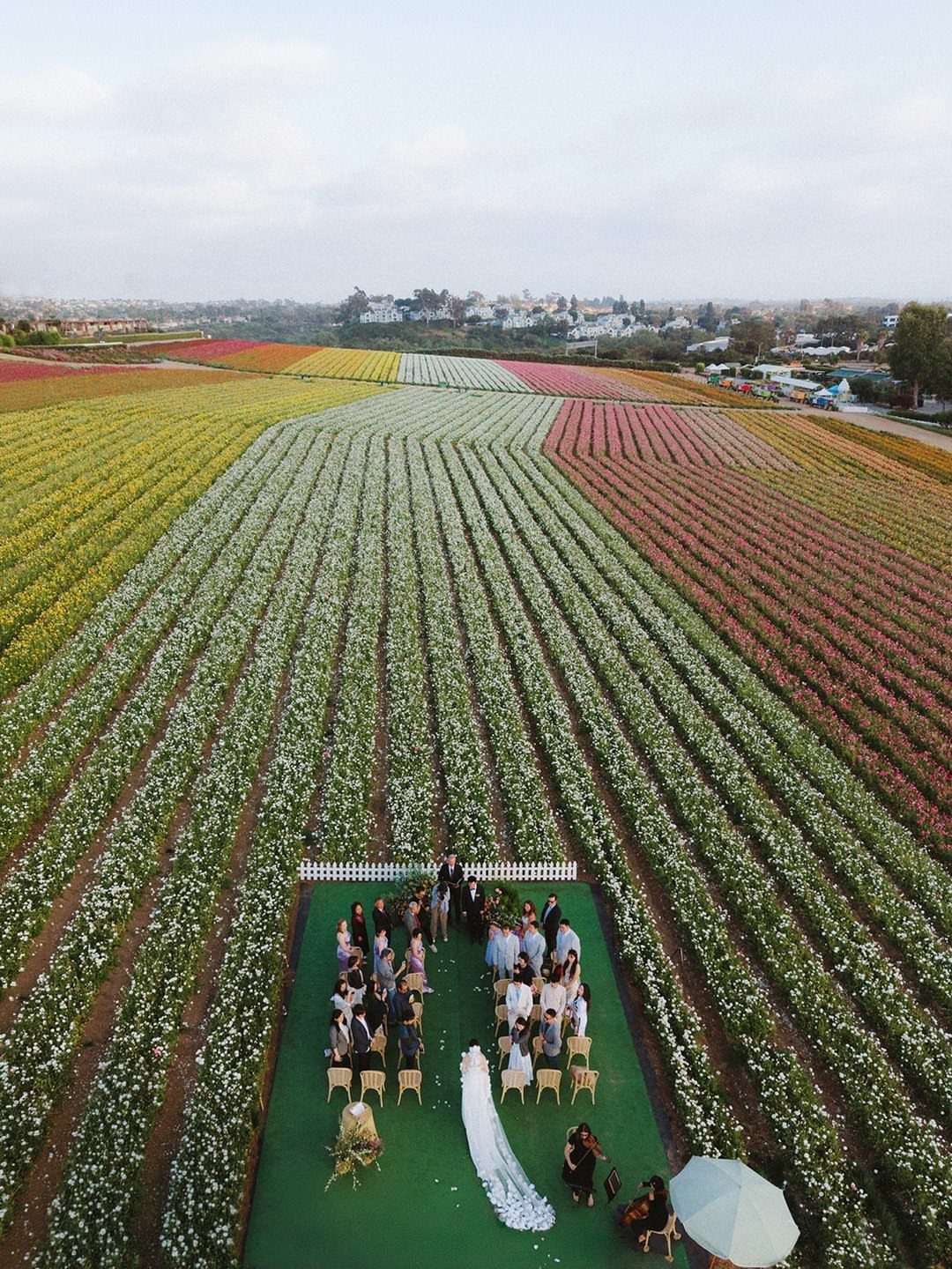 Wedding ceremony on a green platform surrounded by colorful rows of ranunculus flowers.