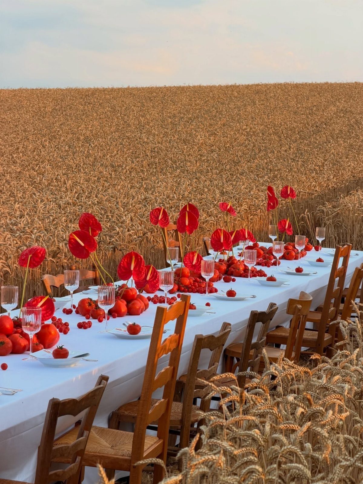 Long white table with red floral decorations set in a golden wheat field