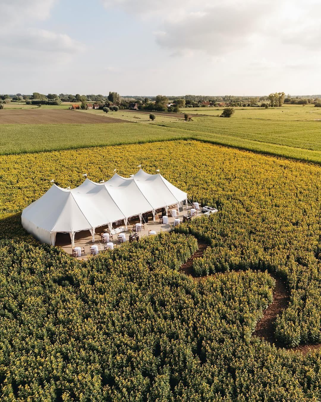 White event tent situated in a vast field of yellow sunflowers under a cloudy sky