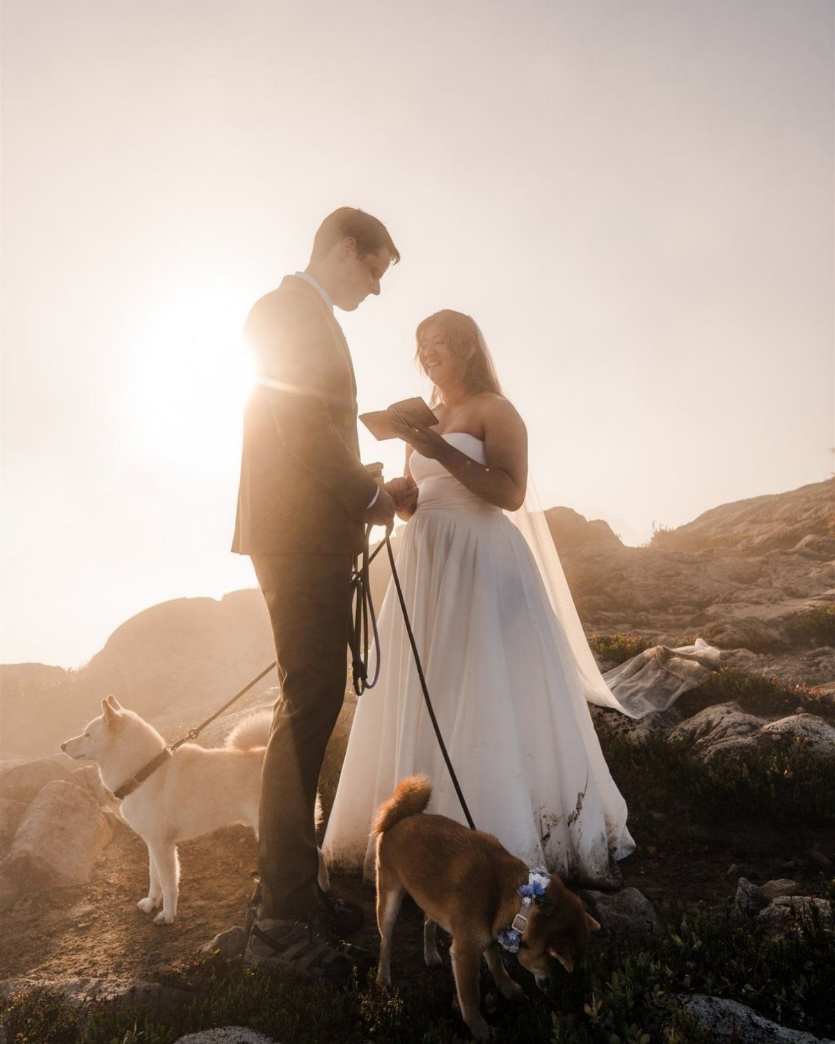 Bride and groom with two dogs on a rocky mountain peak at sunset.