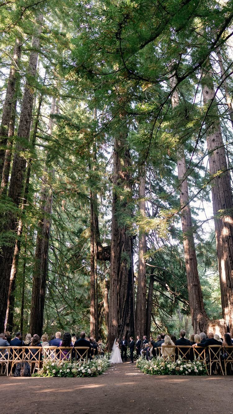 Wedding ceremony in a redwood forest with guests in gold chairs and white flowers.