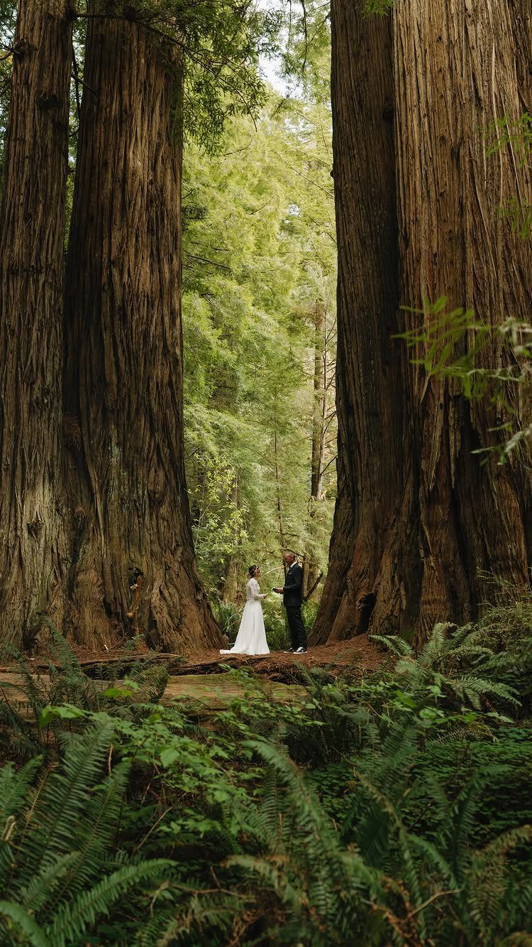 Bride and groom standing between giant redwood trees in a dense green forest.