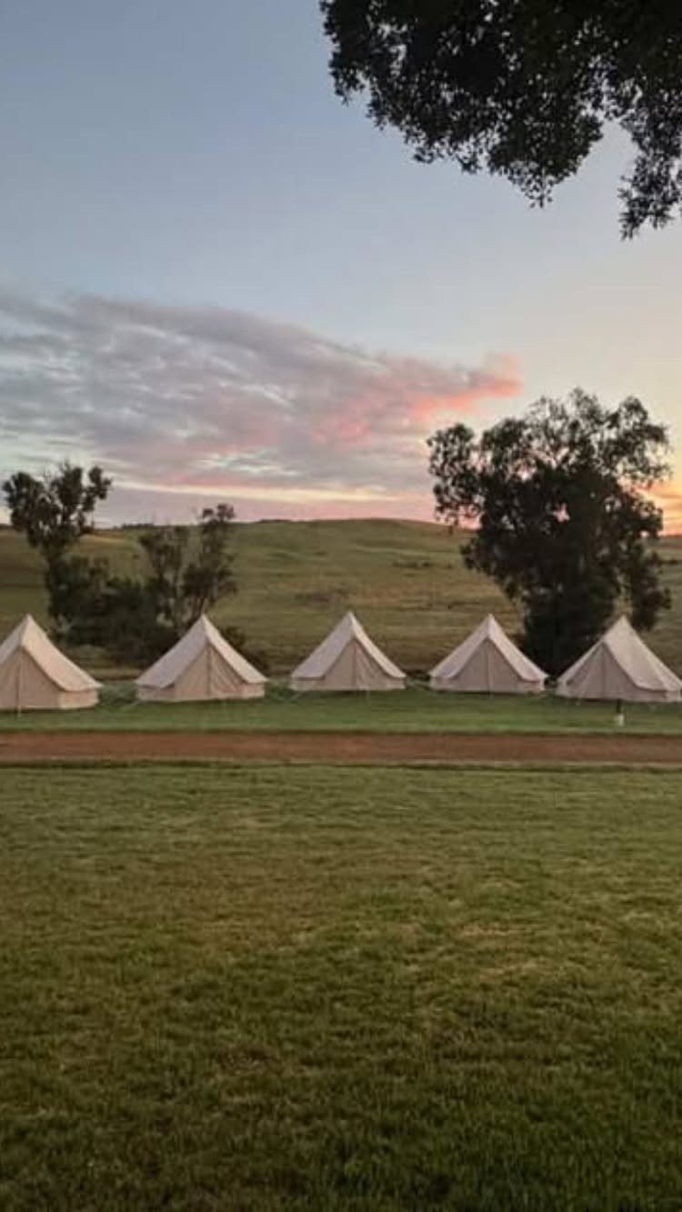 Five cream bell tents arranged on a grassy field under a sunset sky.