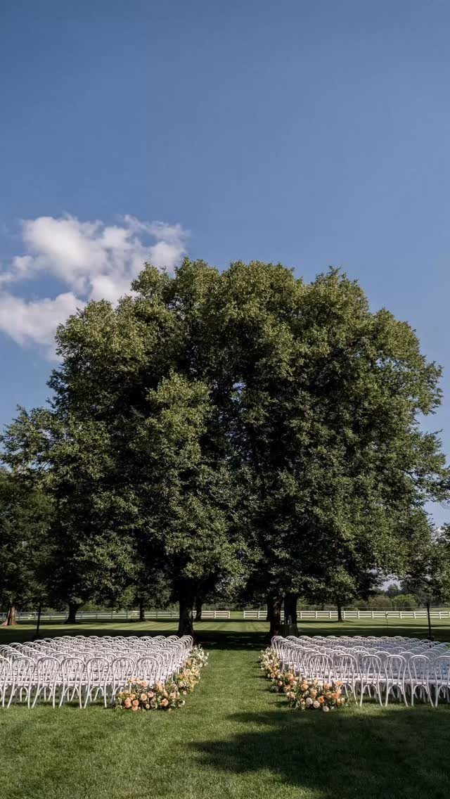 White wedding chairs arranged on a green lawn beneath a massive leafy tree.