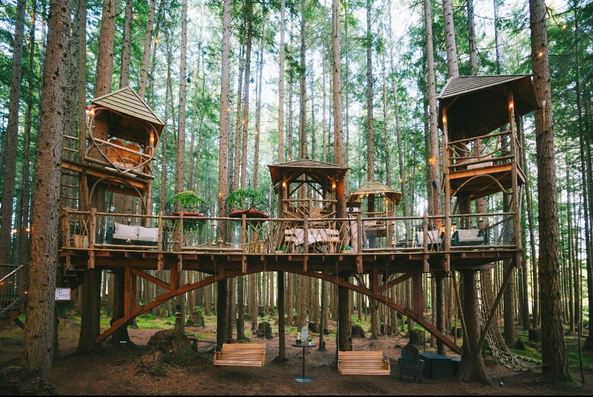 Elevated wooden treehouse complex with huts and decks nestled in a pine forest