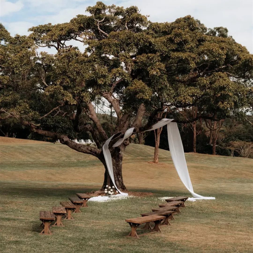 Large tree draped with white fabric and wooden benches in a grassy field.