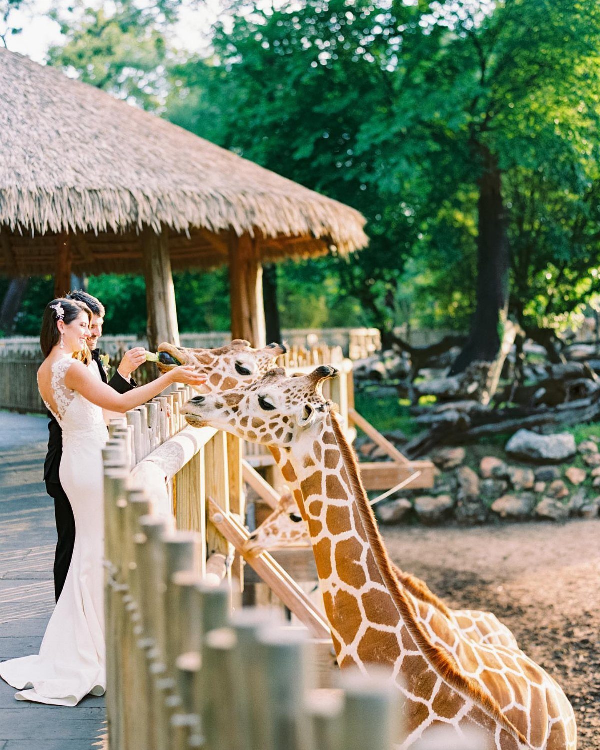 Bride and groom feeding giraffes at a zoo wedding venue with thatched hut.