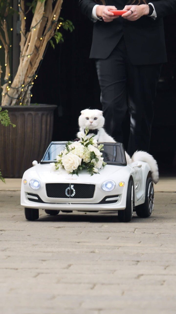 White cat in a bow tie sitting in a toy car with white roses