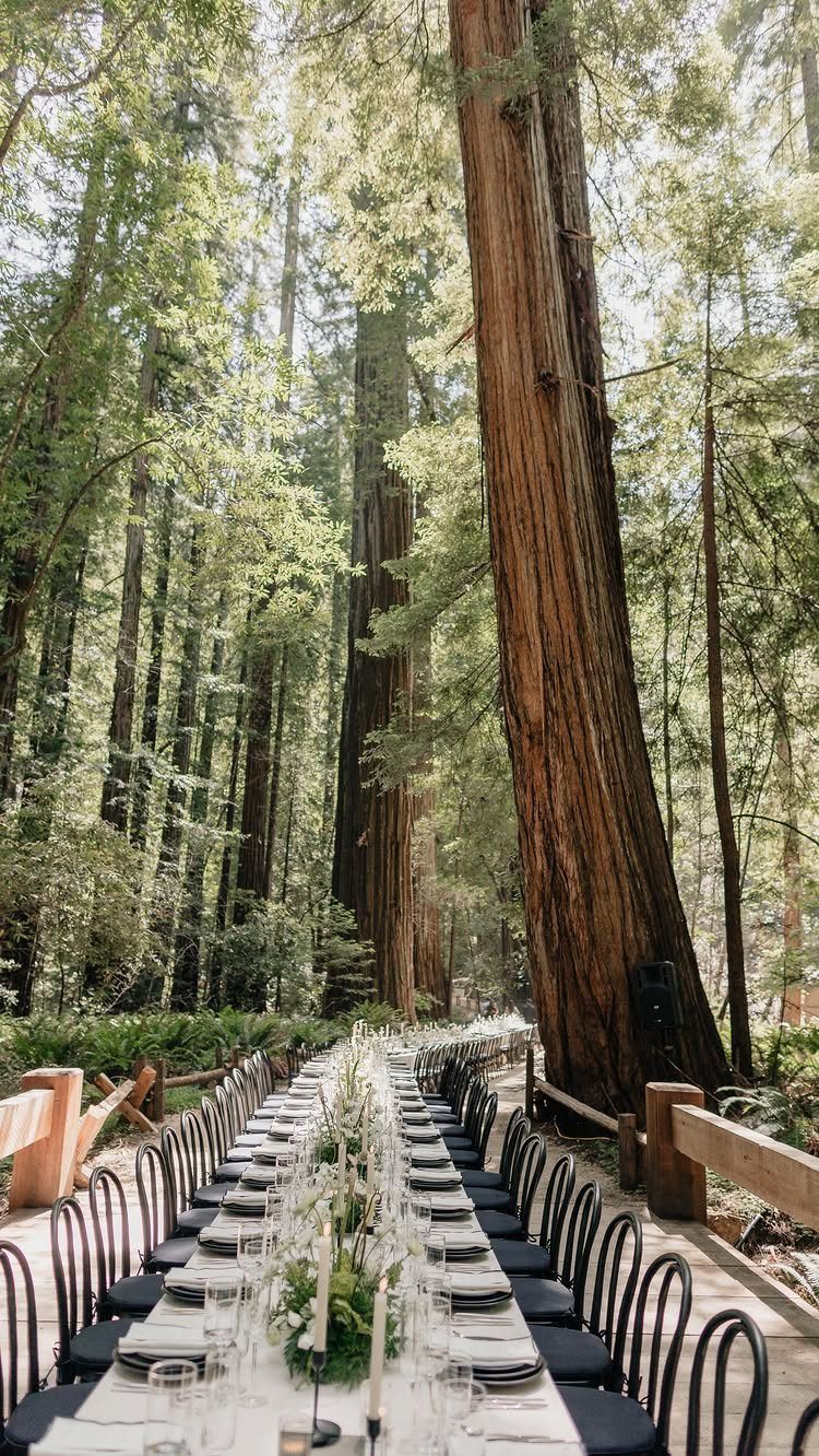 Long wedding dining table set among towering redwood trees in a sunlit forest.
